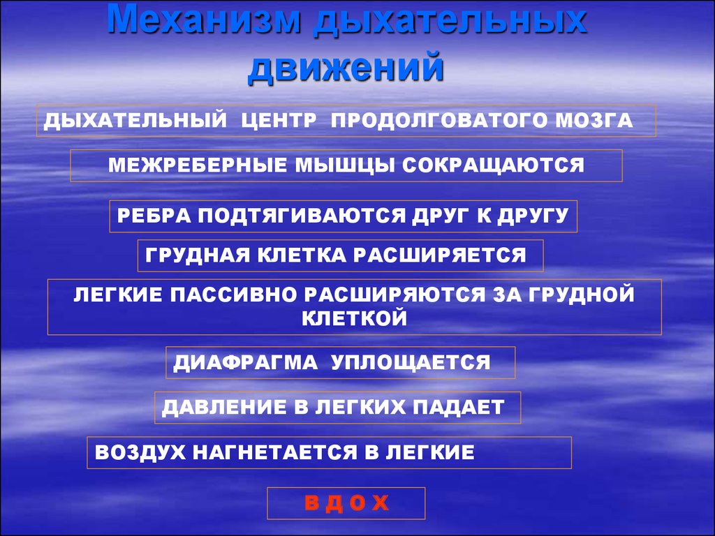 Механизм дыхания. Механизм дыхательных движений. Механизм дыхательных движений у рыб. Центры дыхательных движений.