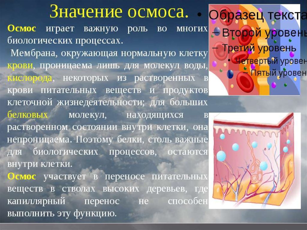 Презентация на тему осмос