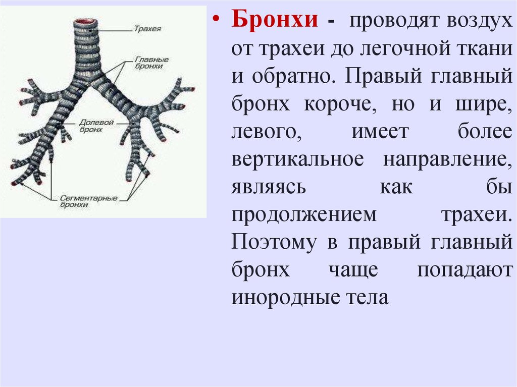 Трахея и бронхи. Бронхи. Трахея и главные бронхи. Трахея и бронхи функции. Функции трахеи и бронхов.