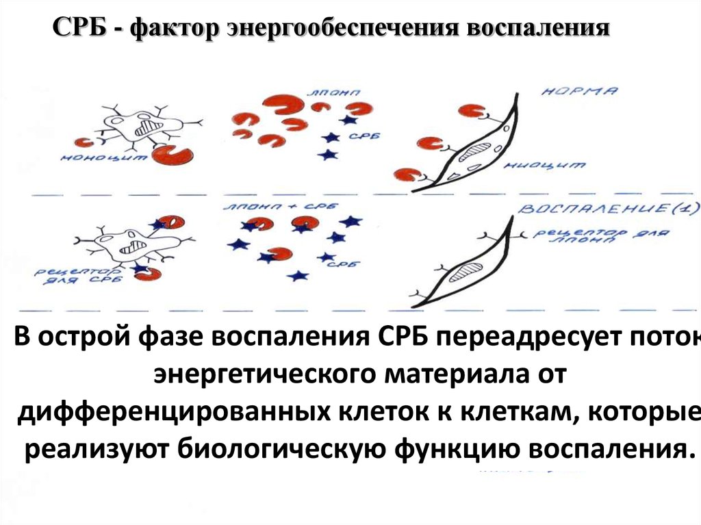 Цереактивный белок