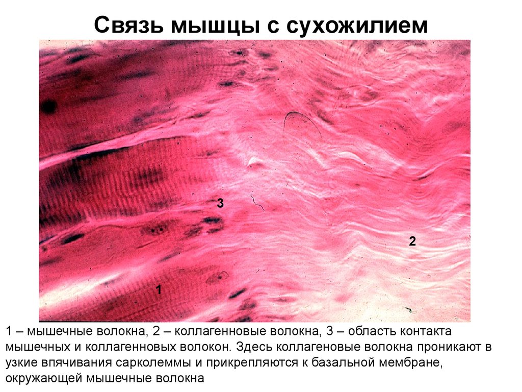 Гладкая мышечная ткань в дерме. Мышца мышечное волокно. Сухожилие гистология. Волокнистая мышечная ткань. Коллагеновые волокна в мышцах.