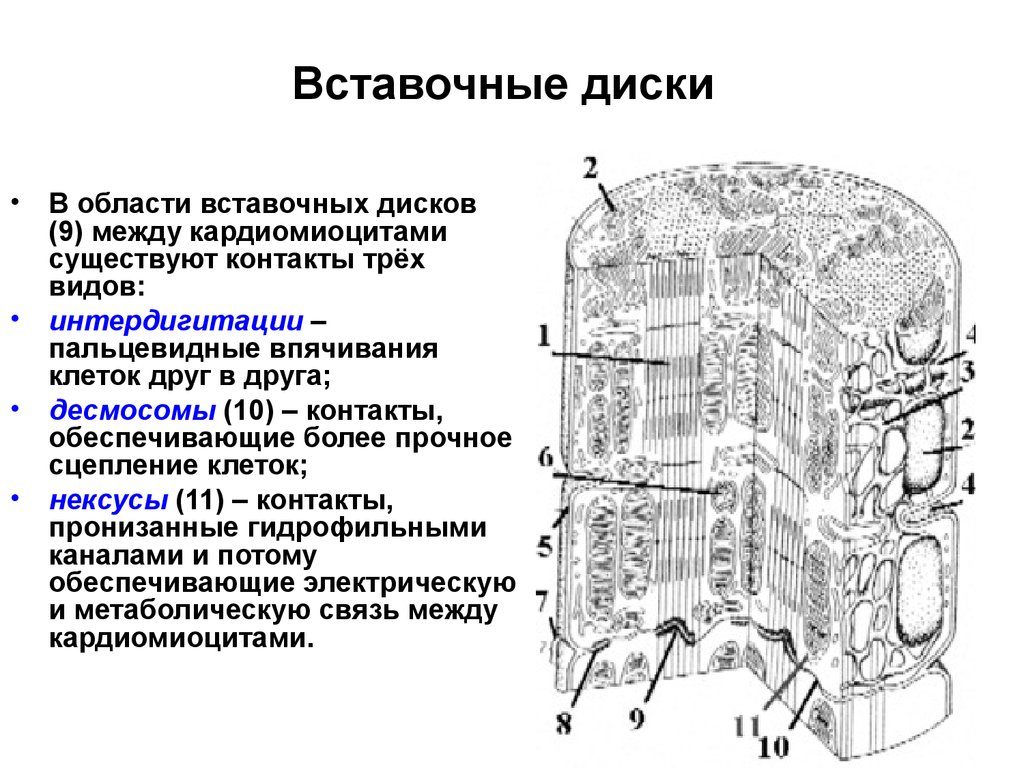 Строение кардиомиоцита схема