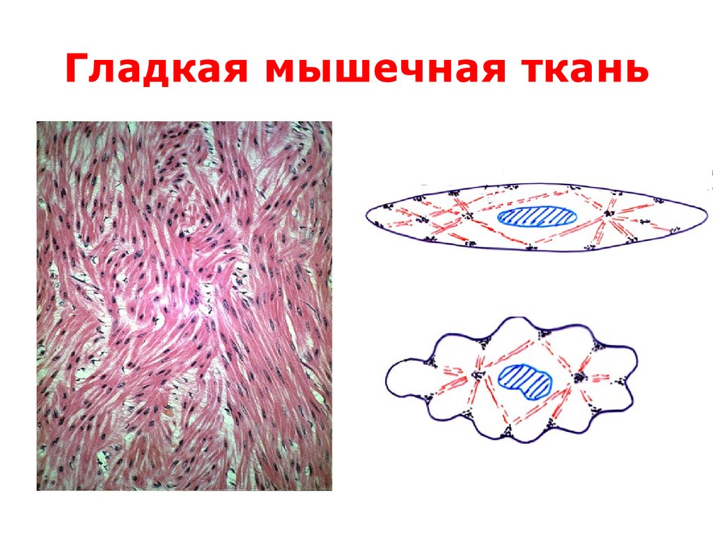 Строение клетки гладкая мышечная ткань