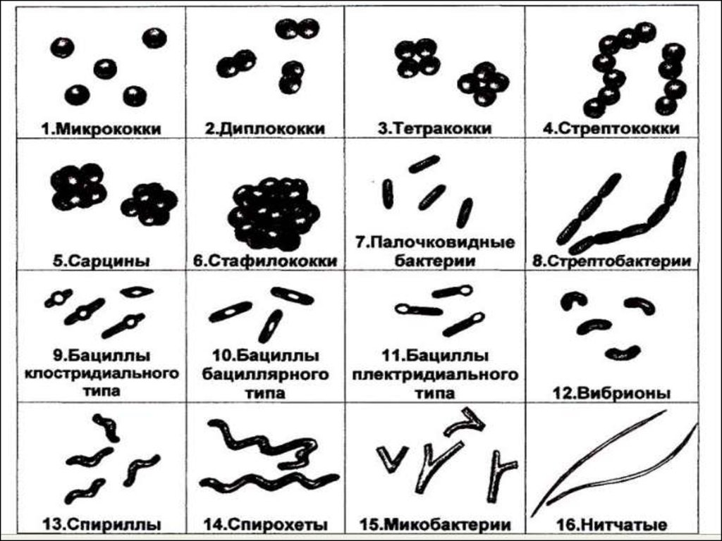 Три группы бактерий. Формы бактерий кокки диплококки стафилококки. Морфология бактерий палочковидные бактерии. Форма бактерий: кокки, бациллы, спириллы, вибрионы, стафилококки.. Формы бактерий микробиология таблица.