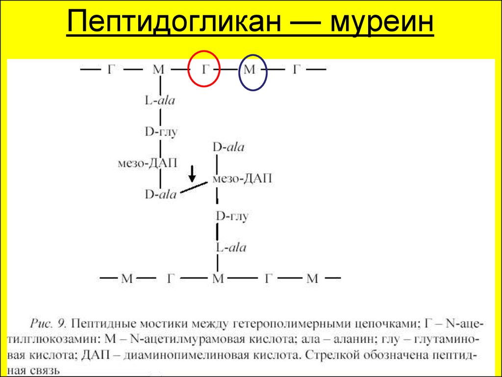 Пептидогликан бактерий. Пептидогликана муреина. Формула и строение муреина. Муреин структура. Пептидогликан муреин структура.
