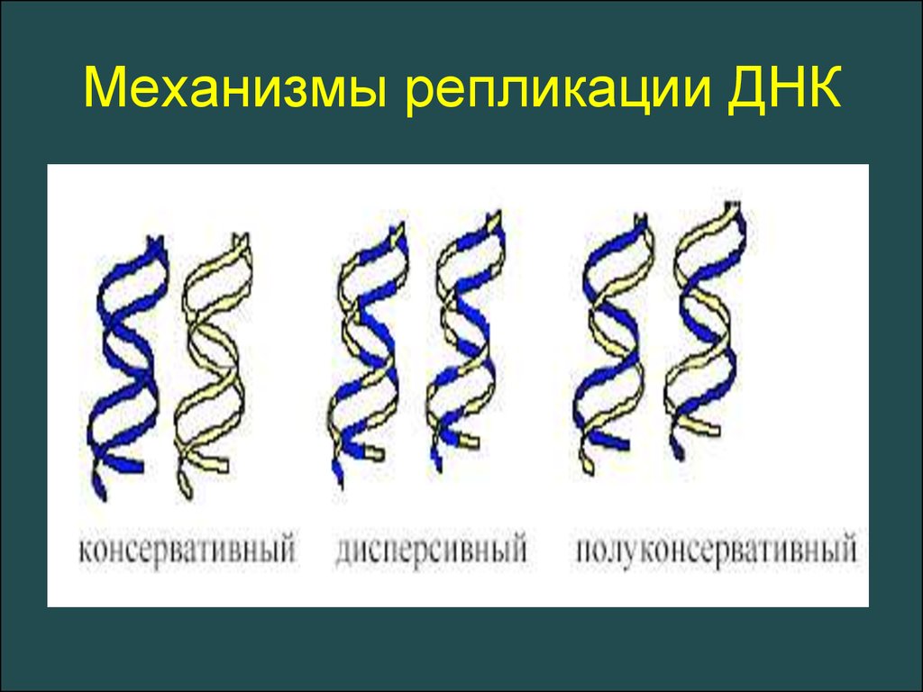 Механизм днк. Полуконсервативный механизм репликации ДНК. Консервативный полуконсервативный репликации ДНК. Консервативный и полуконсервативный механизм репликации ДНК. Механизмы ауторепродукции ДНК.