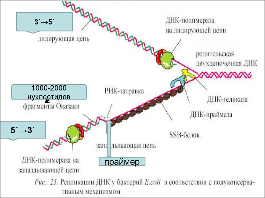 Полимеразы прокариот. Репликация ДНК ДНК полимеразы. ДНК полимераза схема. Репликация ДНК ФРАГМЕНТЫ Оказаки. РНК праймер в репликации.