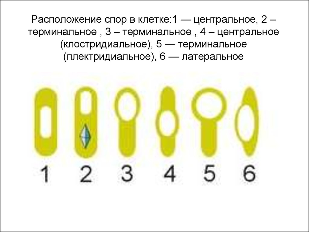 Центральное расположение. Расположение спор у бактерий. Расположение спор у бацилл. Варианты расположения спор у бактерий. Расположение спор в бактериальной клетке.