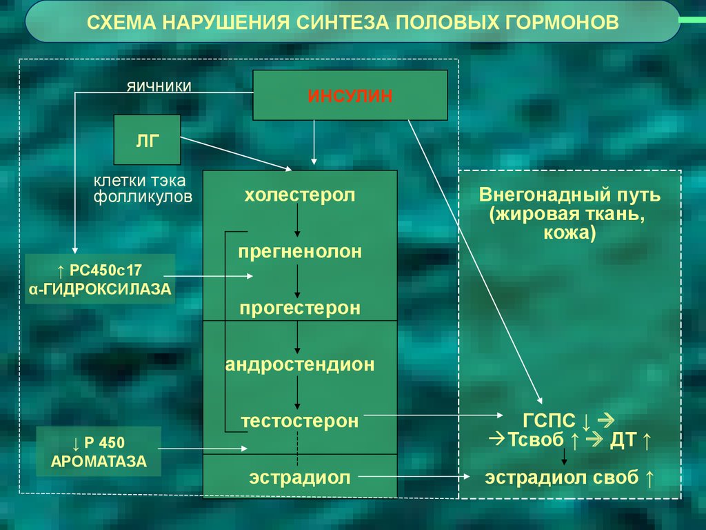 Схема синтеза половых гормонов