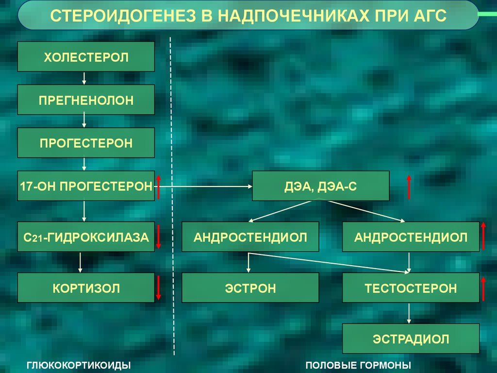 Стероидогенез схема с ферментами