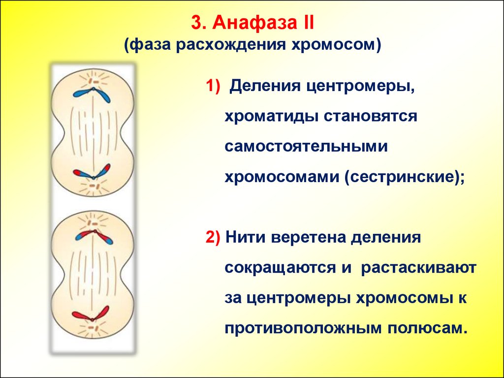 Анафаза ii. Анафаза второго деления мейоза. Анафаза фаза расхождения хромосом. Расхождение сестринских хромосом. Анафазу первого деления.
