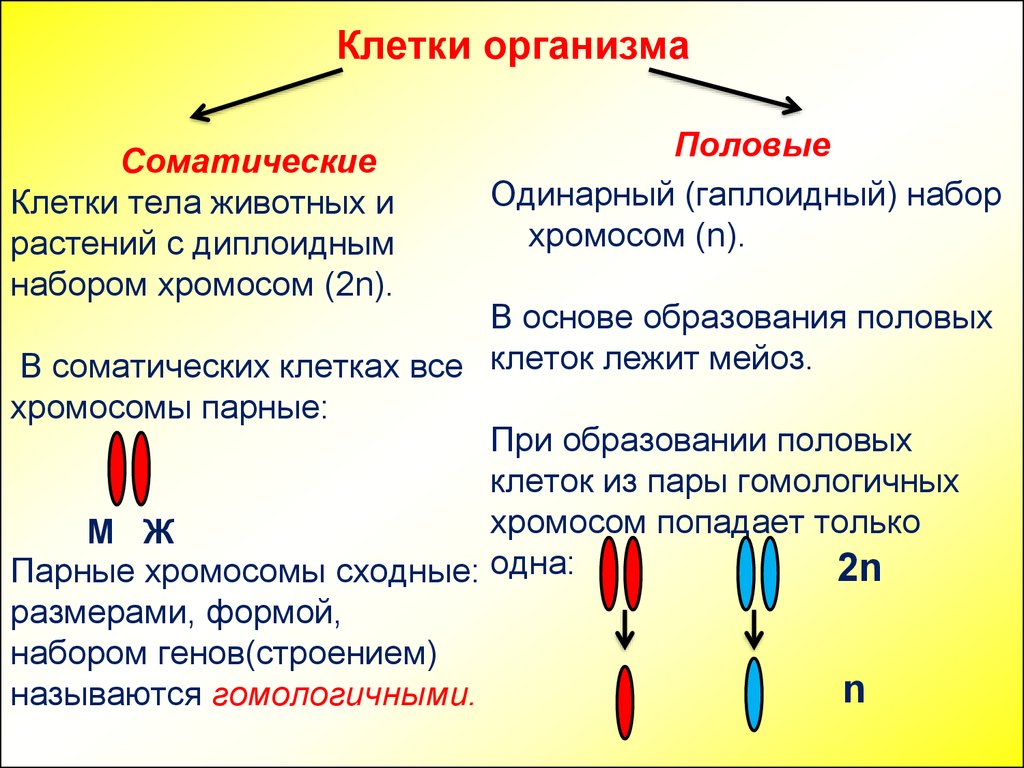 Сколько хромосом содержится в гаметах. Половые клетки n одинарный набор хромосом. Хромосомный набор клетки соматические клетки. Соматическая клетка это диплоидный и гаплоидный набор. Набор хромосом половой клетки 2n.
