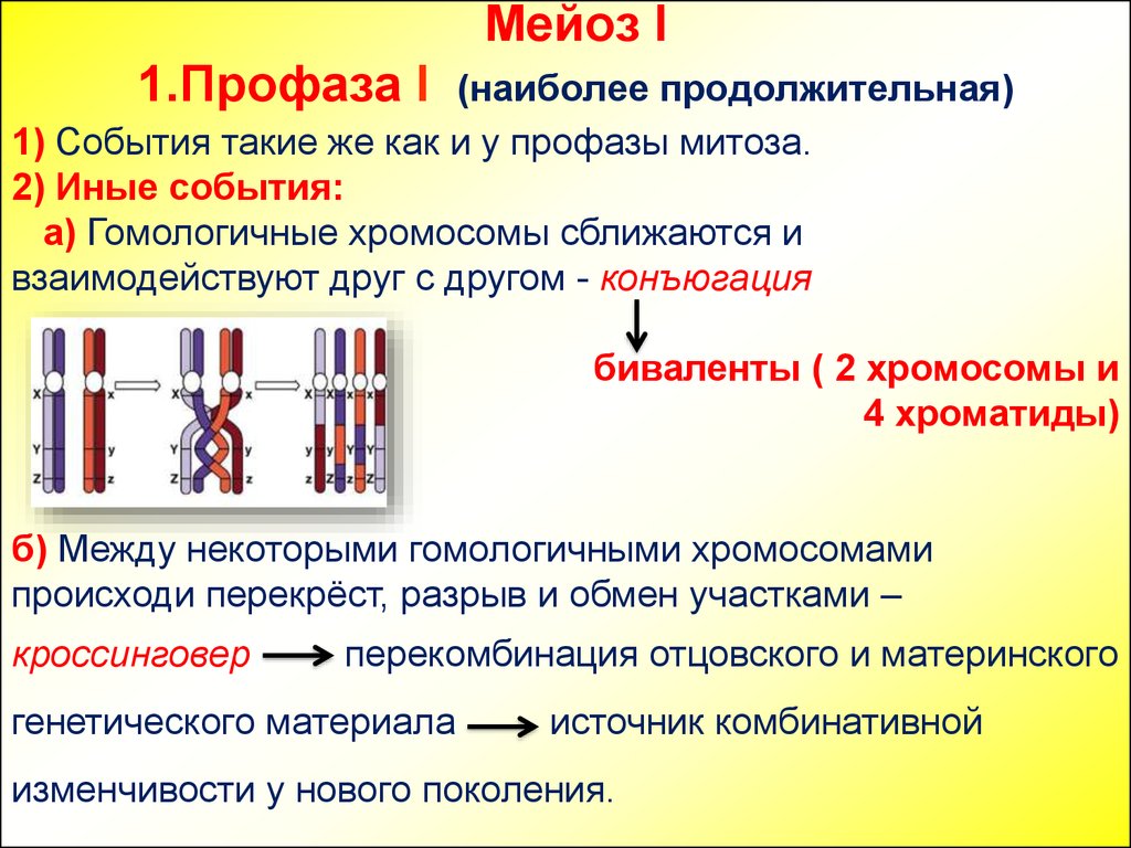 Презентация на тему мейоз