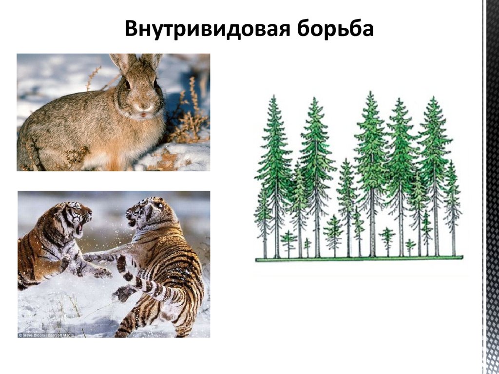 Конкуренция примеры животных и растений