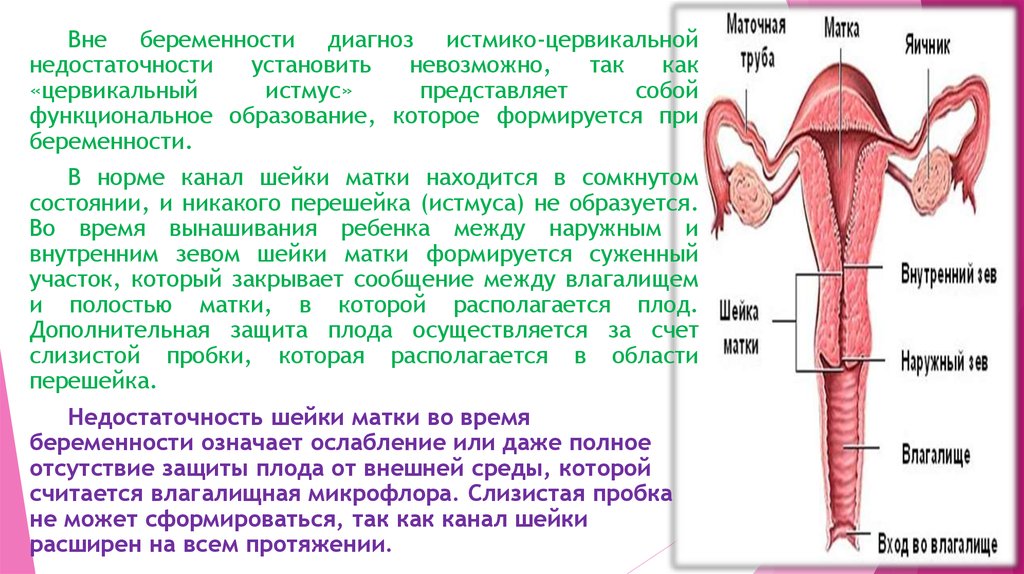 Уретра и цервикальный канал