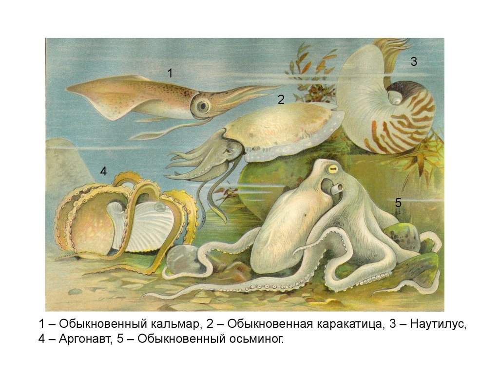 Головоногий рисунок. Головоногие моллюски Аргонавт. Моллюск Аргонавт Наутилус. Наутилус Аргонавт головоногих. Наутилус осьминог каракатица кальмар.