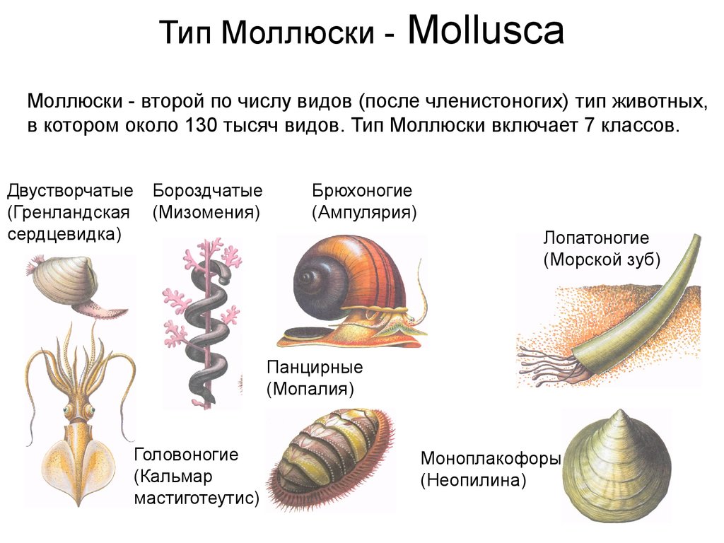 Какие виды моллюсков. Классификация двустворчатых моллюсков. Классификация раковин моллюсков. Классификация животных Тип моллюски. Подтип раковинные моллюски.