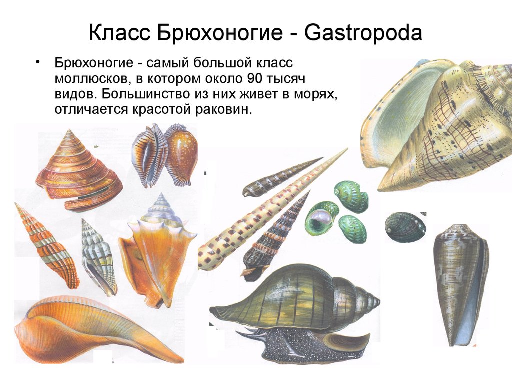 Какие виды моллюсков. Брюхоногие моллюски представители. Тип моллюски брюхоногие. Класс брюхоногие моллюски Gastropoda. Форма раковины брюхоногих моллюсков.
