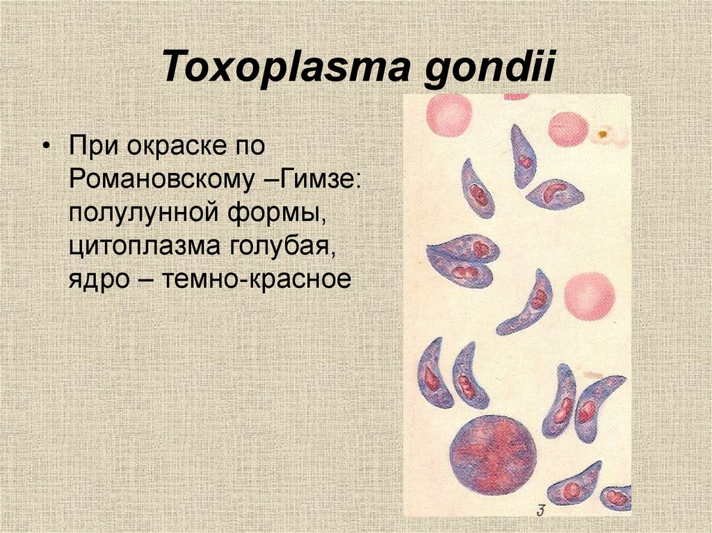 Токсоплазмы гонди. Романовского-Гимзе окраска токсоплазмы. Токсоплазма окраска по Романовскому-Гимзе. Токсоплазма в мазке крови. Споровики токсоплазма гондии.