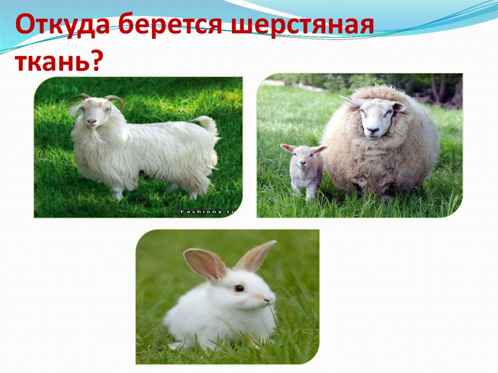 Откуда берется шерстяная ткань?