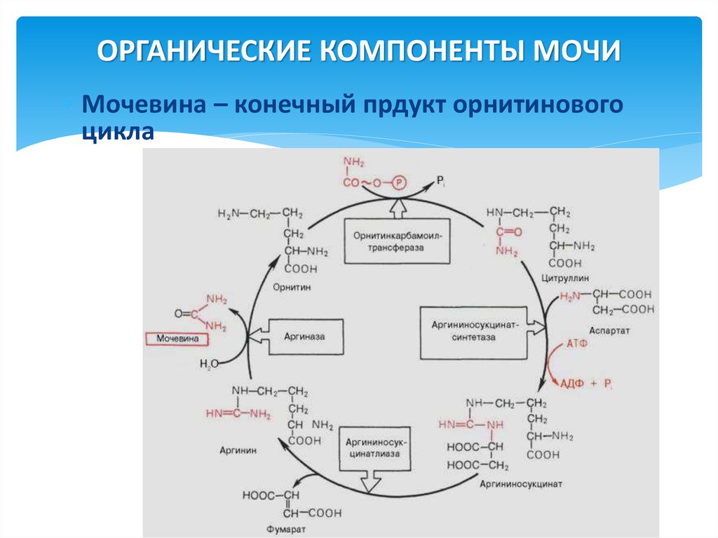 Схема орнитинового цикла биохимия