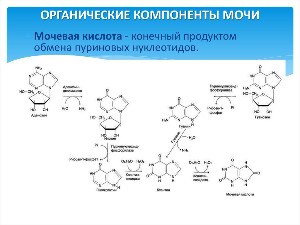 Напишите схему образования мочевой кислоты укажите названия всех ферментов