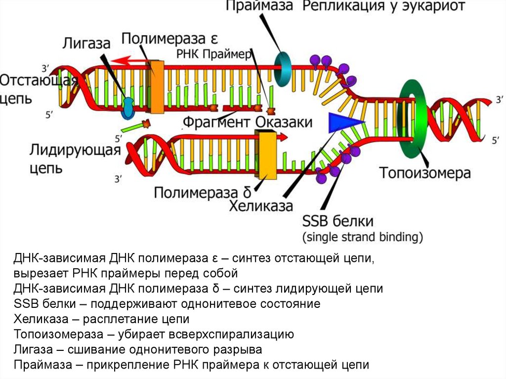 Ssb белок. ДНК полимераза эукариот строение. ДНК праймаза. РНК праймер в репликации ДНК функции. Репликация ДНК полимераза.
