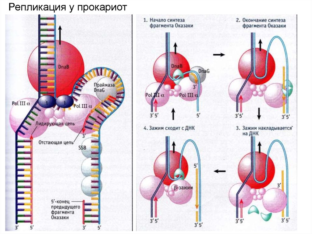 Фактор репликации. Репликация бактериальной ДНК. Функции ферментов репликации прокариот. Терминация репликации прокариот. Механизм репликации у прокариот.