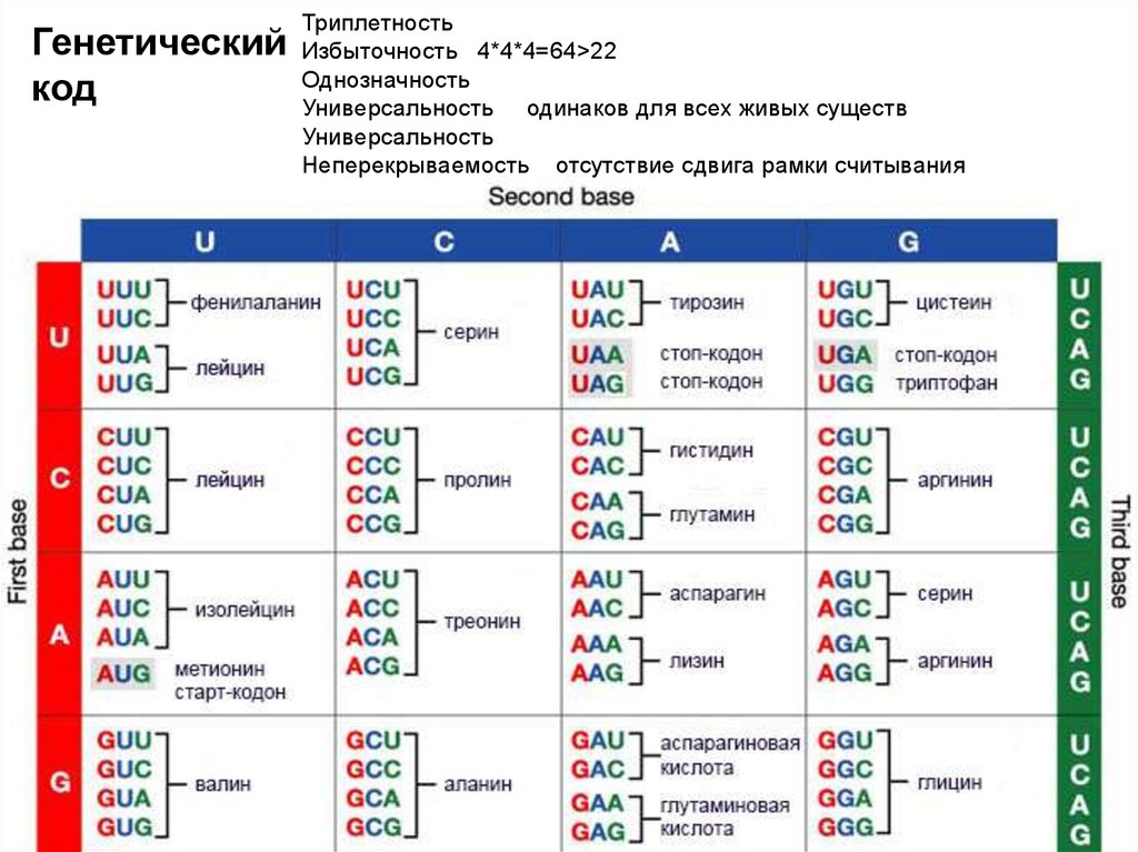 Сколько кодонов в днк. Генетический код. Генетический код универсальность Триплетность. Таблица генетического кода ЕГЭ биология.