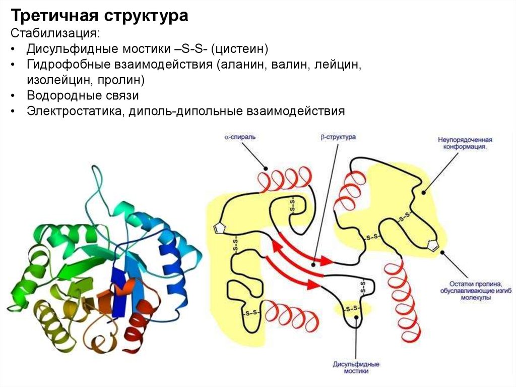 Третичную структуру белка стабилизируют. Третичная структура белка дисульфидные мостики. Дисульфидные связи в третичной структуре. Третичная структура белка дисульфидные связи. Дисульфидный мостик структура белка.