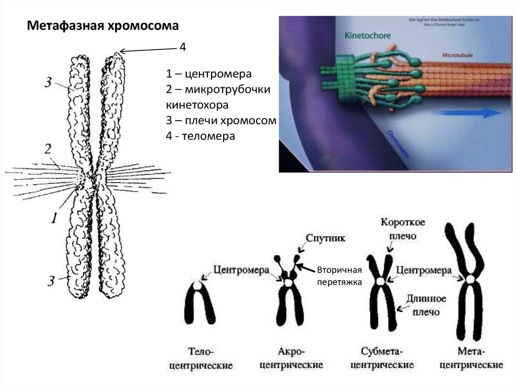 Центромеры хромосом. Строение метафазной хромосомы. Схема строения метафазной хромосомы. Схема строения метафазной хромосомы и типы. Метафазная Метацентрическая хромосома.