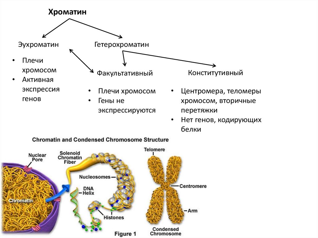 Роль хроматина