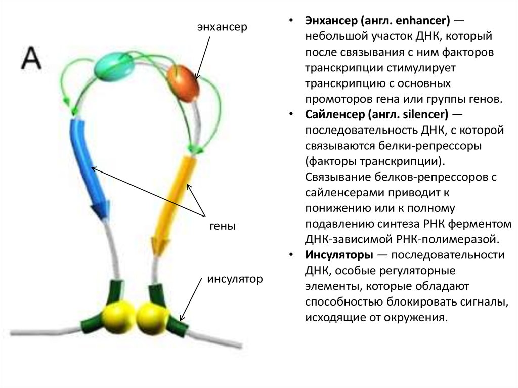 Молекулярные процессы. Энхансер это в генетике. Инсуляторы. Наушники энхансер. Энхансер стоматология.