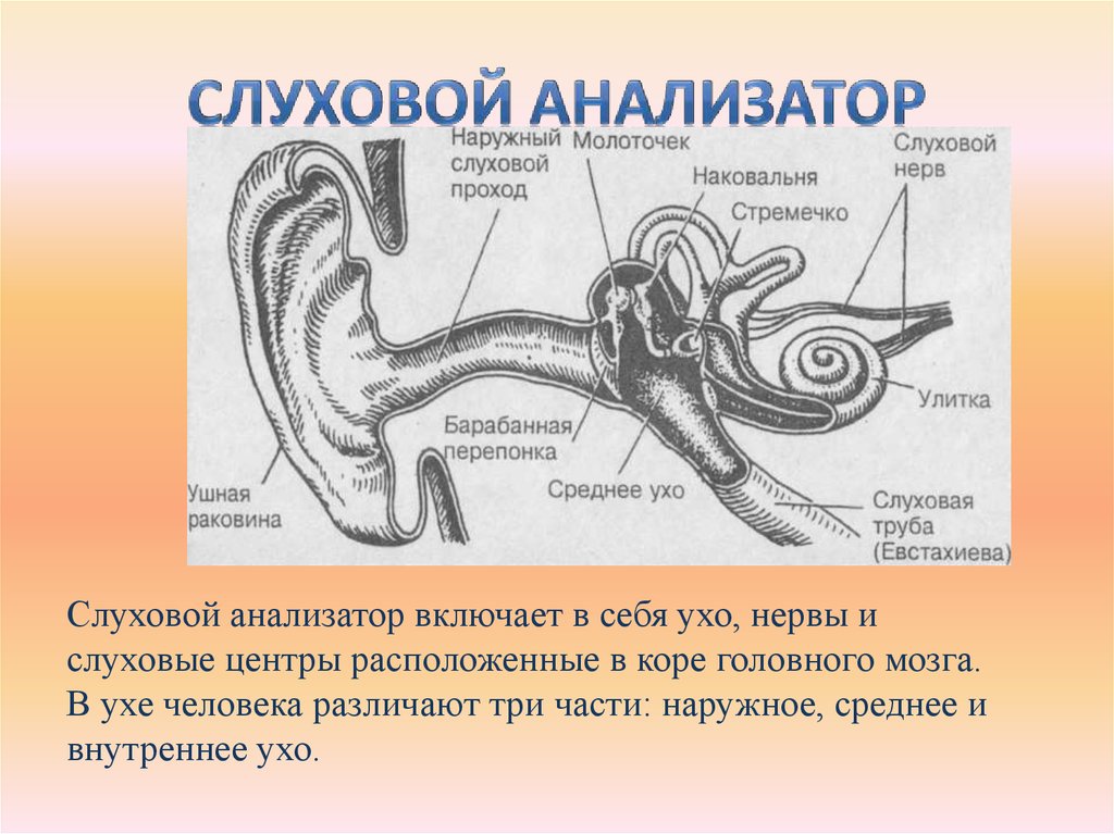 Какое значение органа слуха. Строение слухового анализатора человека. Периферический отдел слухового анализатора расположение. Строение части слухового анализатора. Слуховой анализатор строение уха.