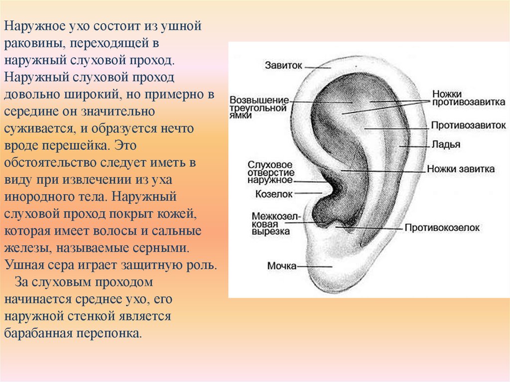 Что такое ушная раковина. Наружное ухо ушная раковина. Наружное ухо (ушная раковина, наружный слуховой проход) строение. Завиток противозавиток козелок противокозелок уха. Наружная ушная раковина анатомия.
