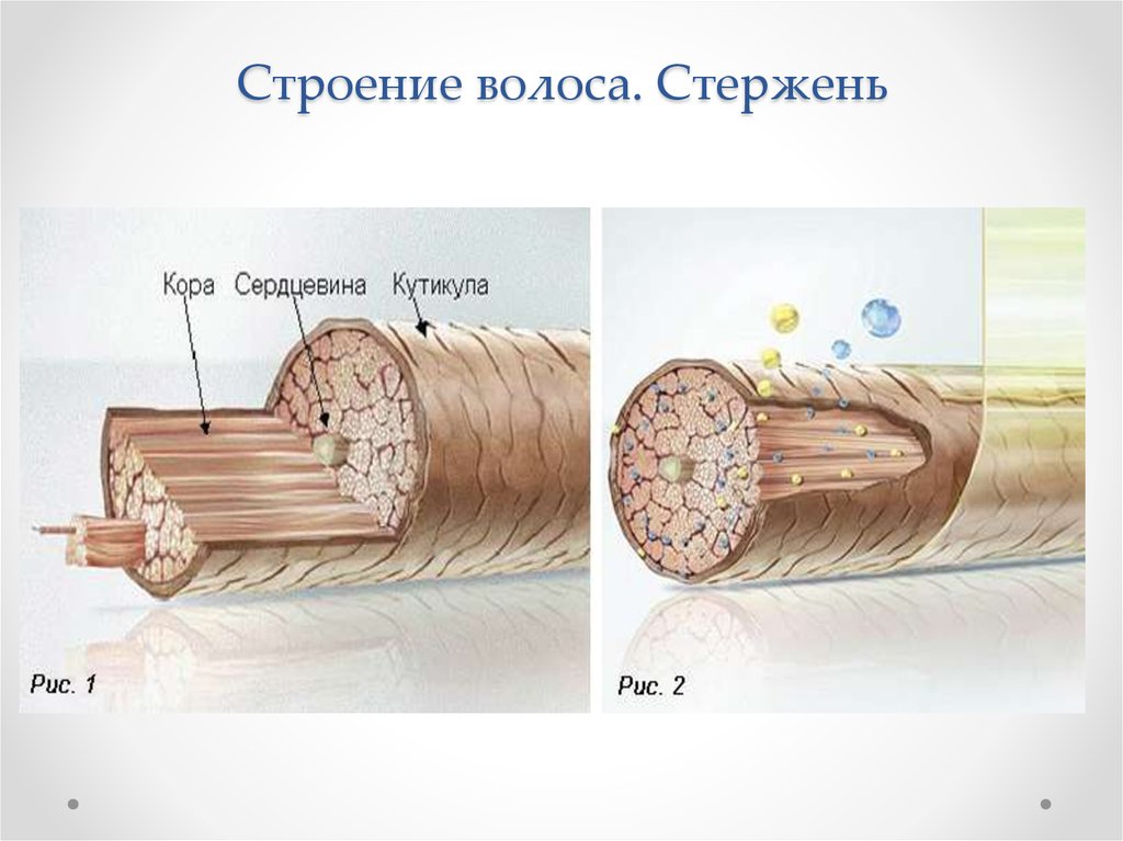 Строение стержневой. Стержень строение строение волоса. Строение стержня волоса. Строение стержня волоса рисунок. Строение стержня волоса схема.