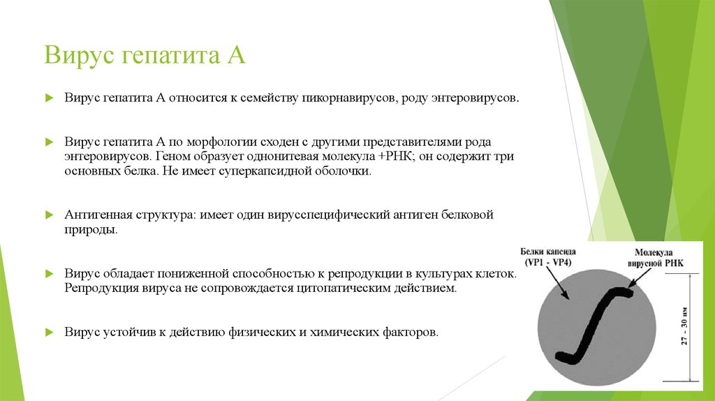 История вирусных гепатитов. Вирус гепатита а у детей обладает выраженной. Вирусный гепатит с антигенная структура. Нейротропностью обладает вирус. Выраженной нейротропностью обладают вирусы.