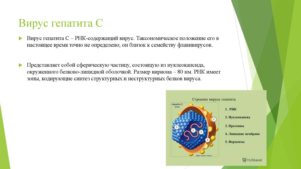 Вирусные гепатиты a e b c d