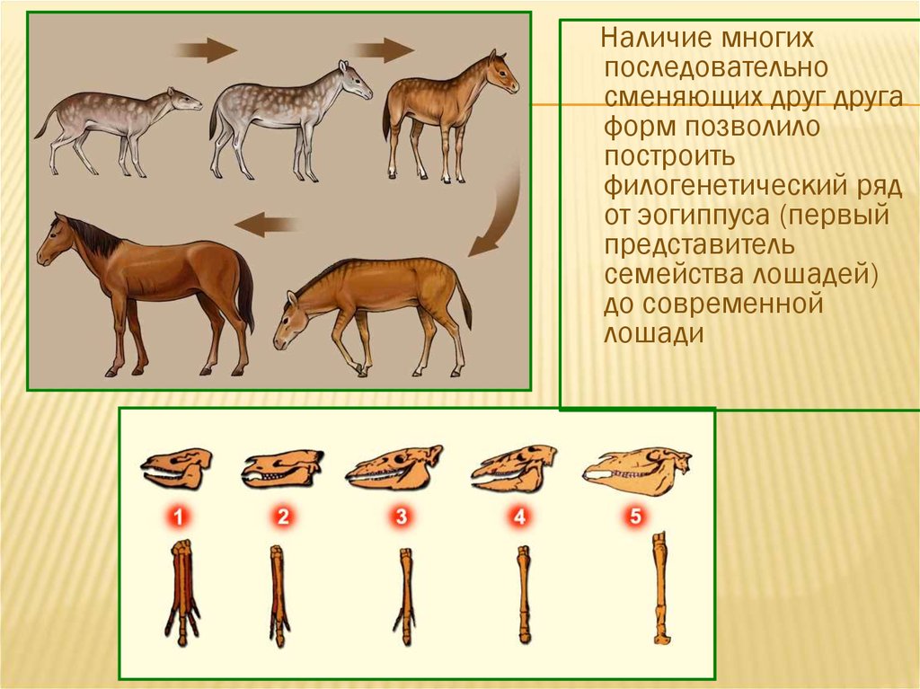 Доказательства филогенетические ряды