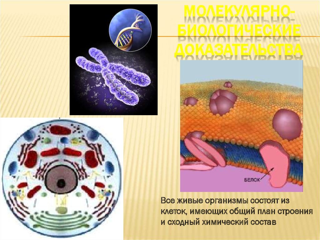 Любой живой организм состоит из. Молекулярно-биологические доказательства. Доказательство что клетка Живая. Молекулярно биологические шутки. Политологические доказательства биология.