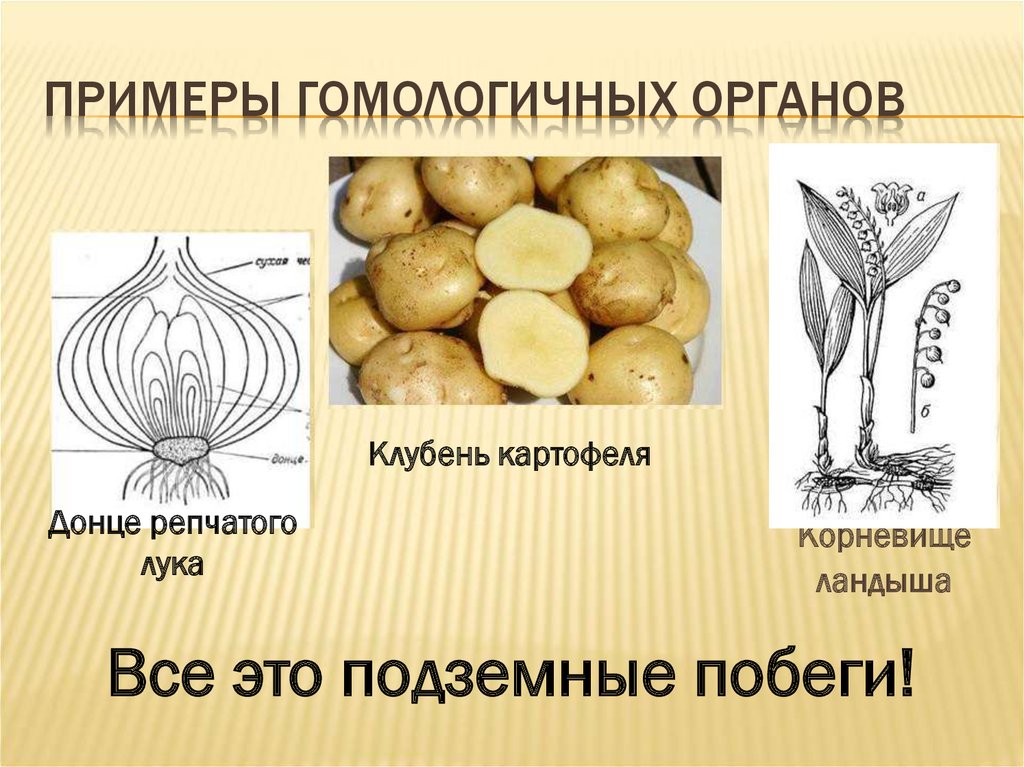 Рассмотрите рисунки растений боярышника и винограда найдите гомологичные органы