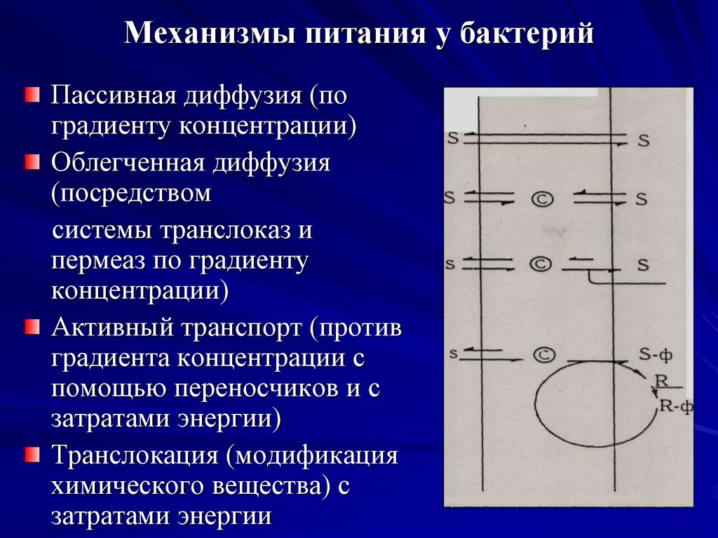 Опишите механизм. Типы и механизмы питания бактерий. Питание бактерий механизмы и типы питания. Механизмы питания бактерий микробиология. Типы питания микробов микробиология.