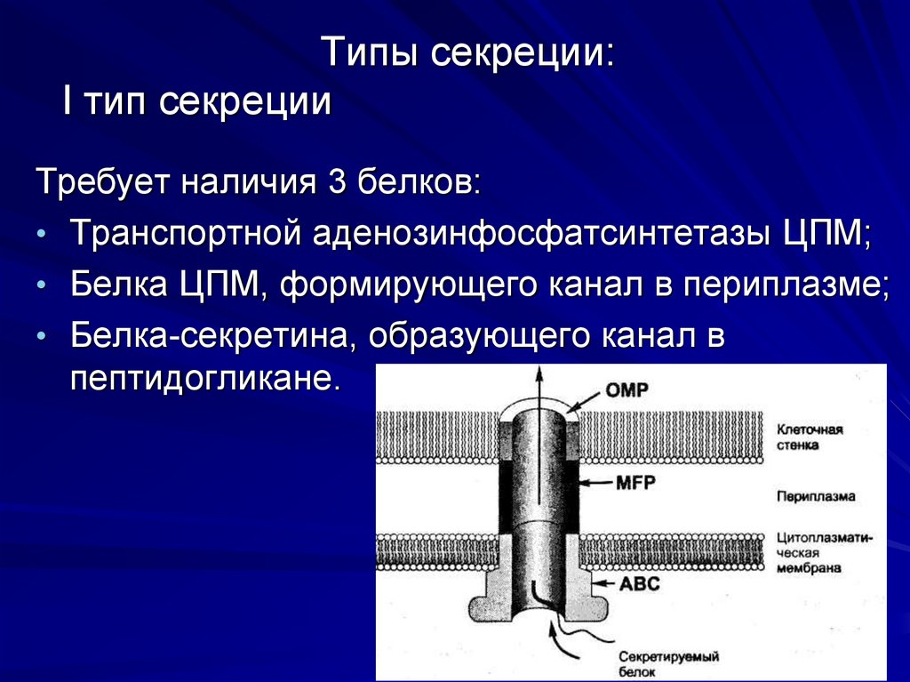 3 типа секреции