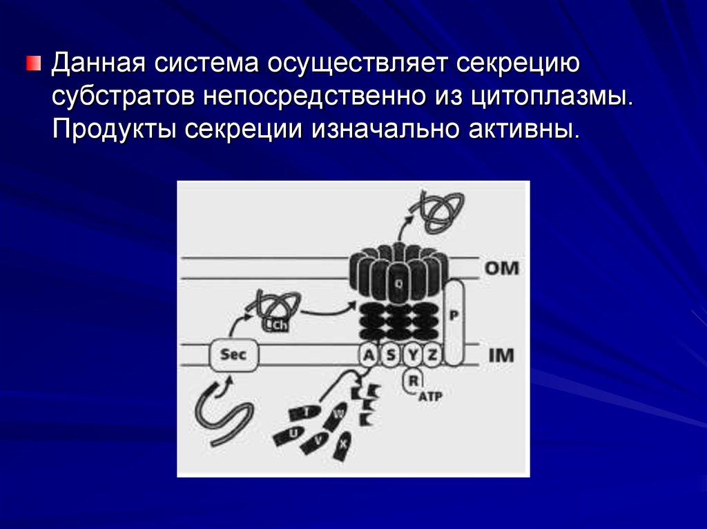 Продукты секреции. Система дали.