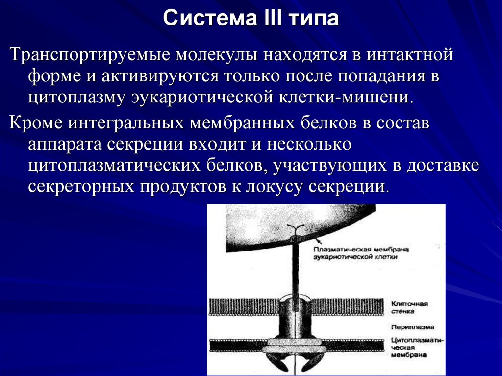 3 типа секреции