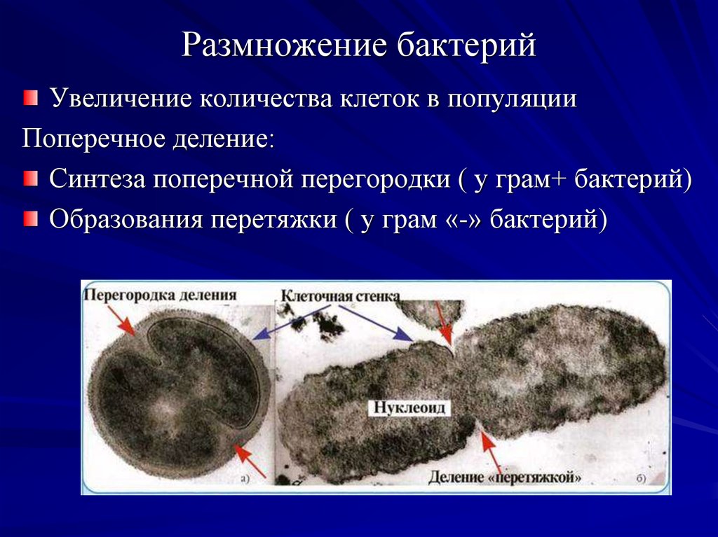 Увеличение числа клеток. Деление бактерий перетяжкой. Как размножаются бактерии. Размножение бактерий перетяжкой. Поперечное деление бактерий.