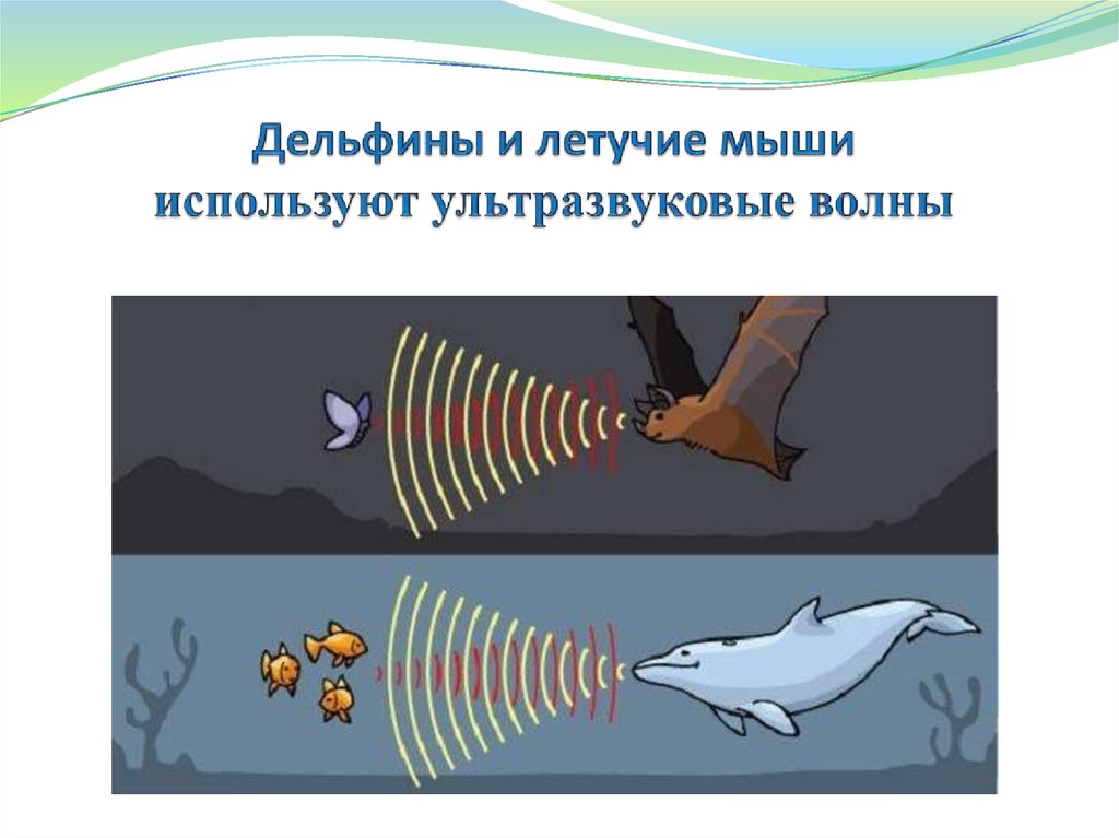 Ультразвуковые радары животных называют ультразвук. Ультразвук в живой природе. Ультразвук и инфразвук в природе. Звуковые волны в природе. Ультразвук и и нфрозвук в природе.