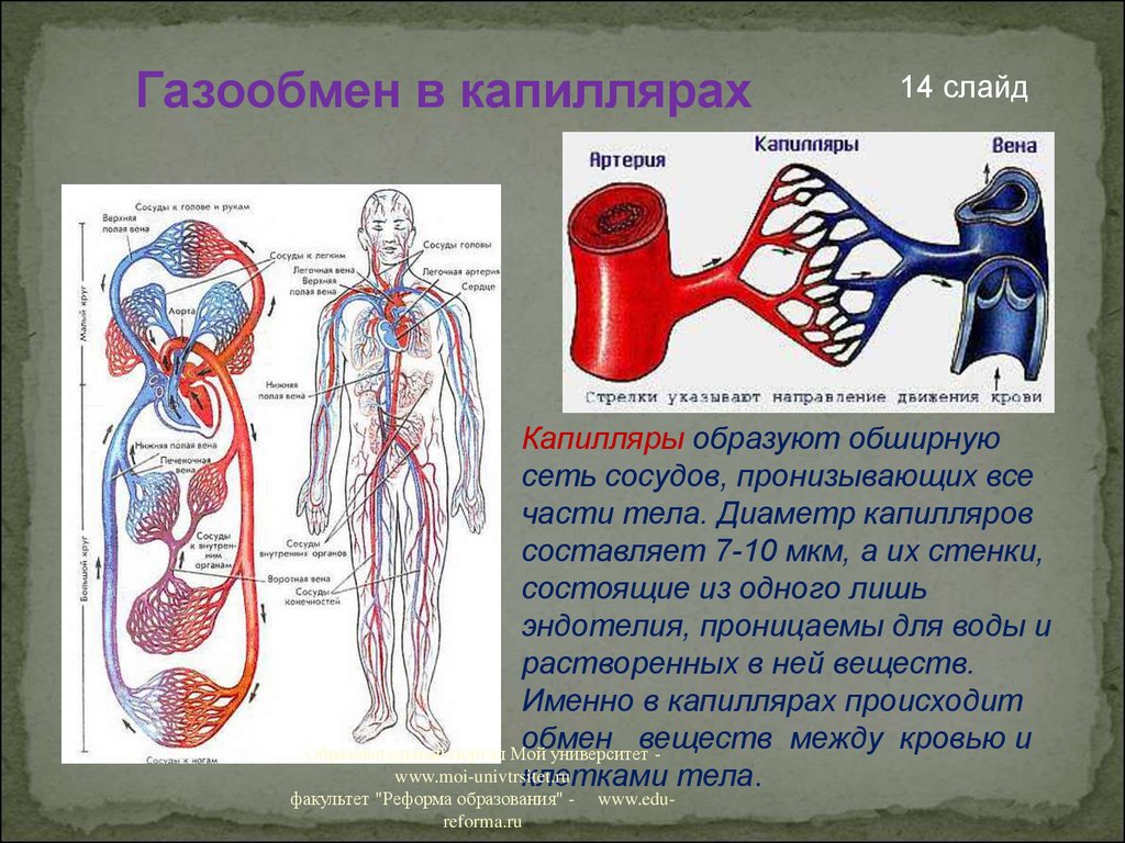 Движение вены. Движение артериальной крови. Кровь движется по кровеносным сосудам. Путь крови по организму.