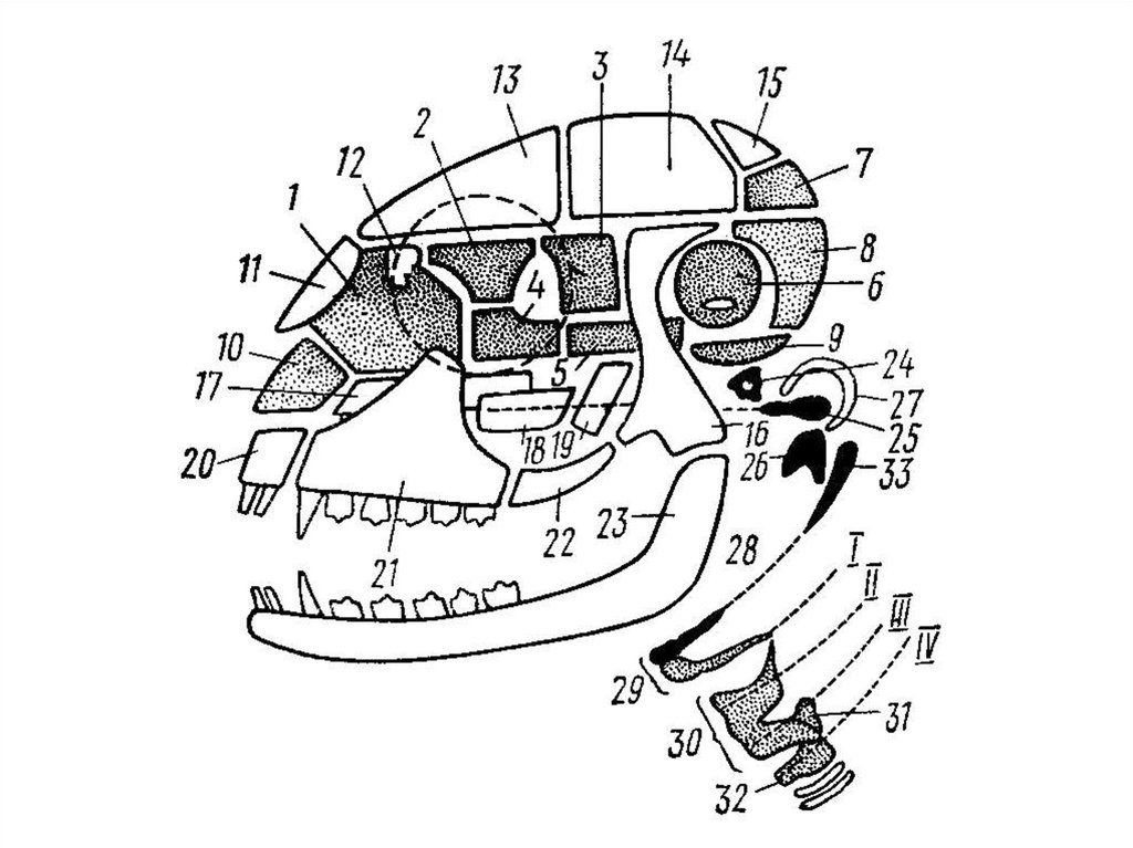Висцеральный скелет. Схема строения черепа млекопитающих. Схема черепа млекопитающих по Веберу. Млекопитающие строение висцерального черепа. Строение скелета головы млекопитающих.