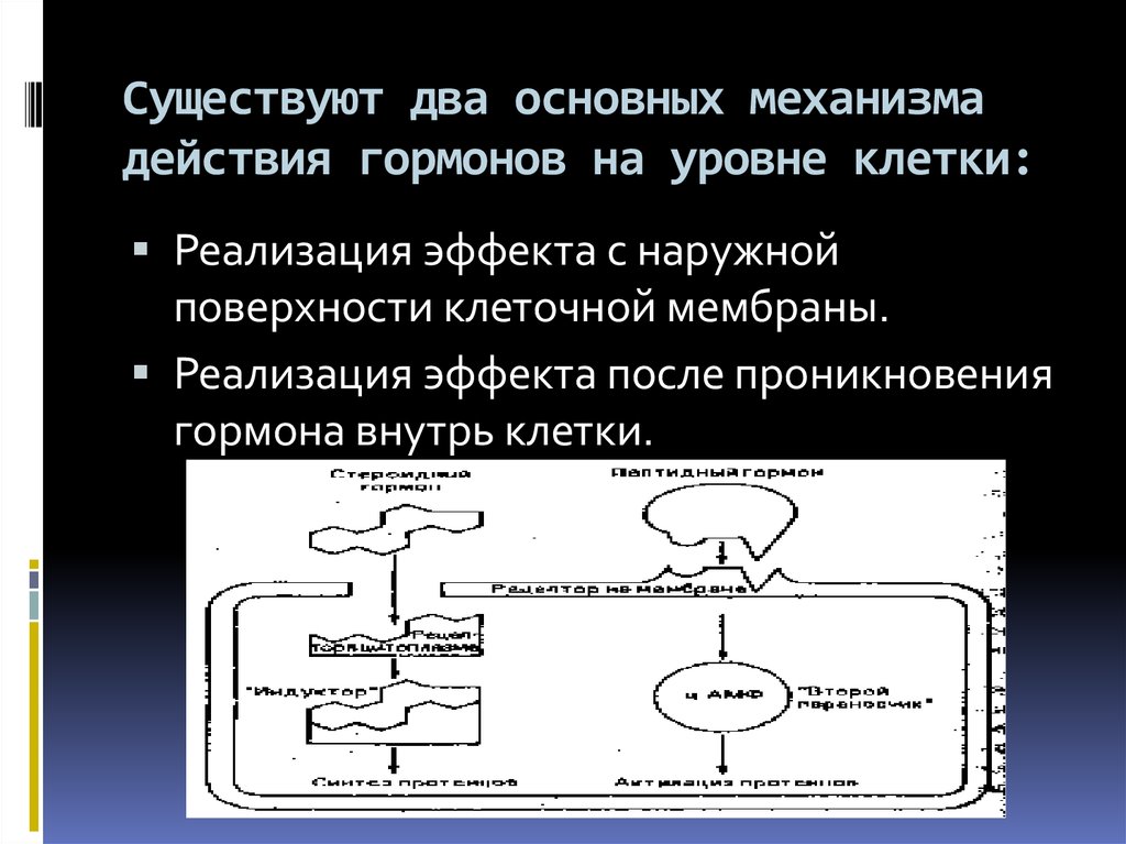 Основные механизмы действия гормонов